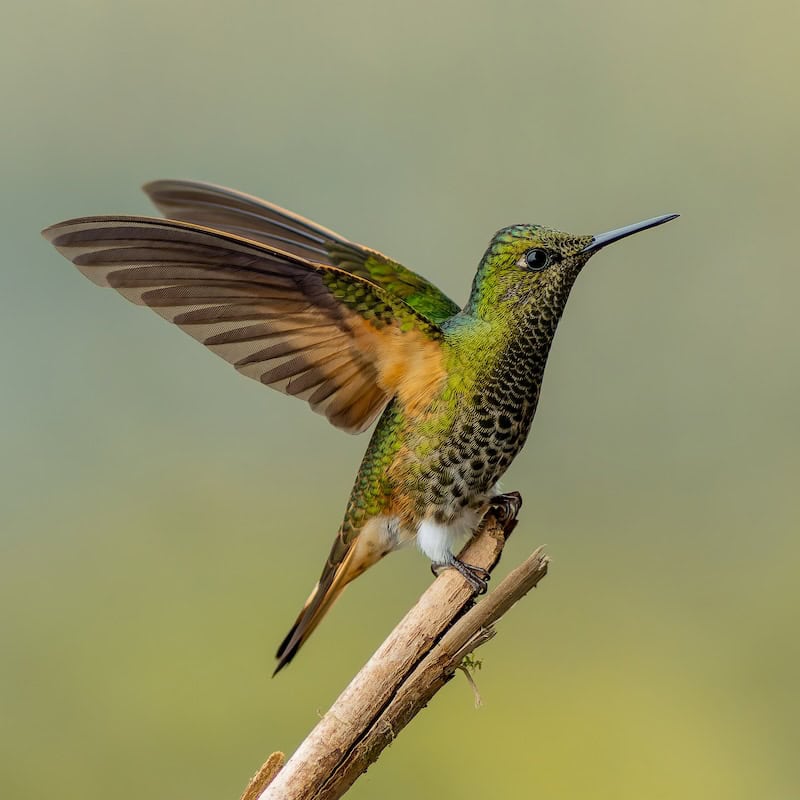 Buff-tailed Coronet hummingbird perched with wings raised seen on an Ecuador hummingbird tour with Miru Adventures