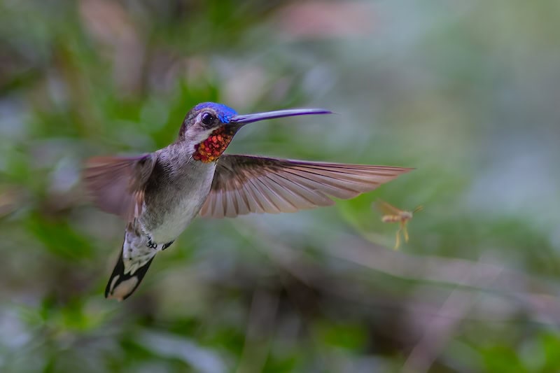Long-billed Starthroat hummingbird hovering in Ecuador during a Miru Adventures Ecuador birding trip in the Andes foothills