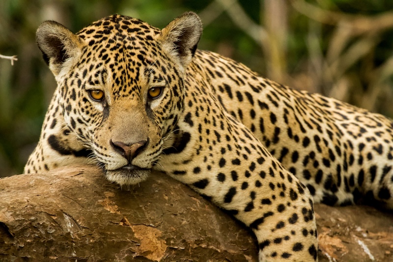 A jaguar rests on a fallen tree in the Brazilian Pantanal wetlands.