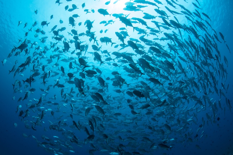 A large school of fish swims together in clear blue ocean waters.