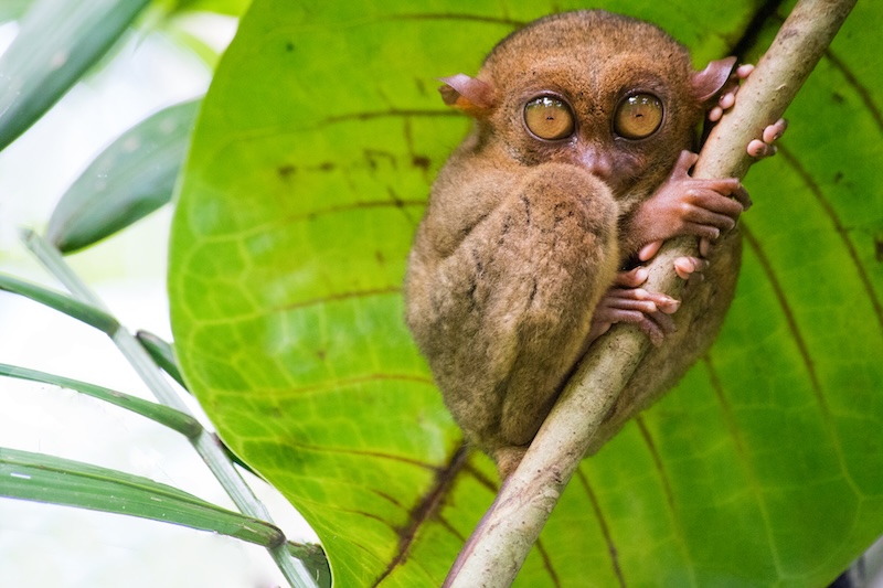 Philippine tarsier resting on a branch in its native rainforest environment.