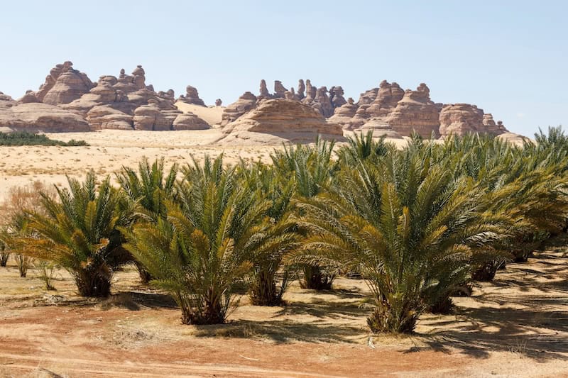 Date palms in the AlUla oasis with sandstone rock formations in the background, Saudi Arabia