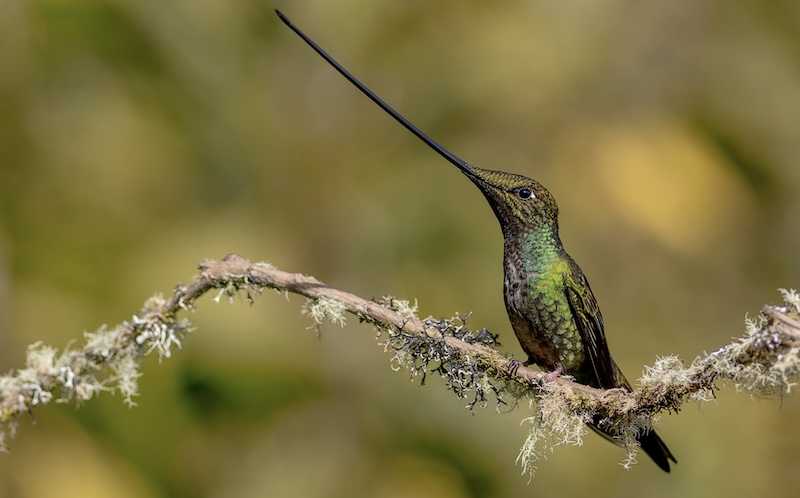 Sword Billed Hummingbird on a tree branch ecuador bird watching tour