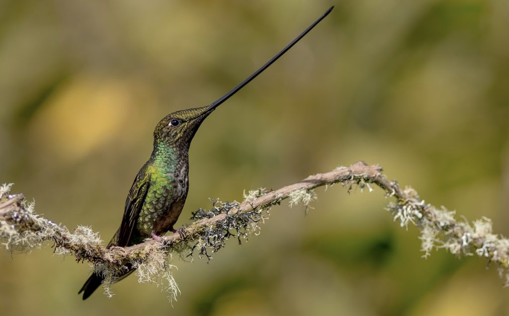 Sword Billed Hummingbird on a tree branch ecuador bird watching tour