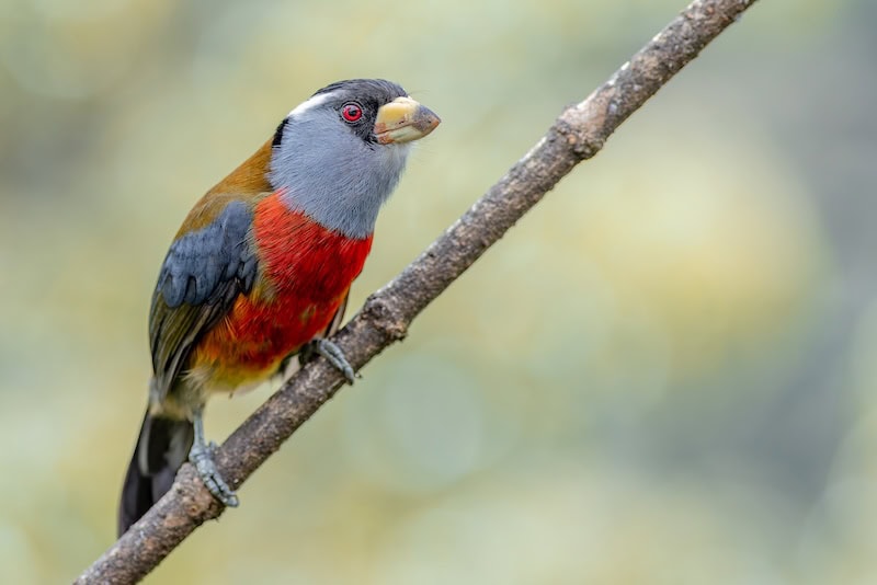 Toucan Barbet perched in Ecuador’s cloud forest during a Miru Adventures Ecuador birding trip in the Andes
