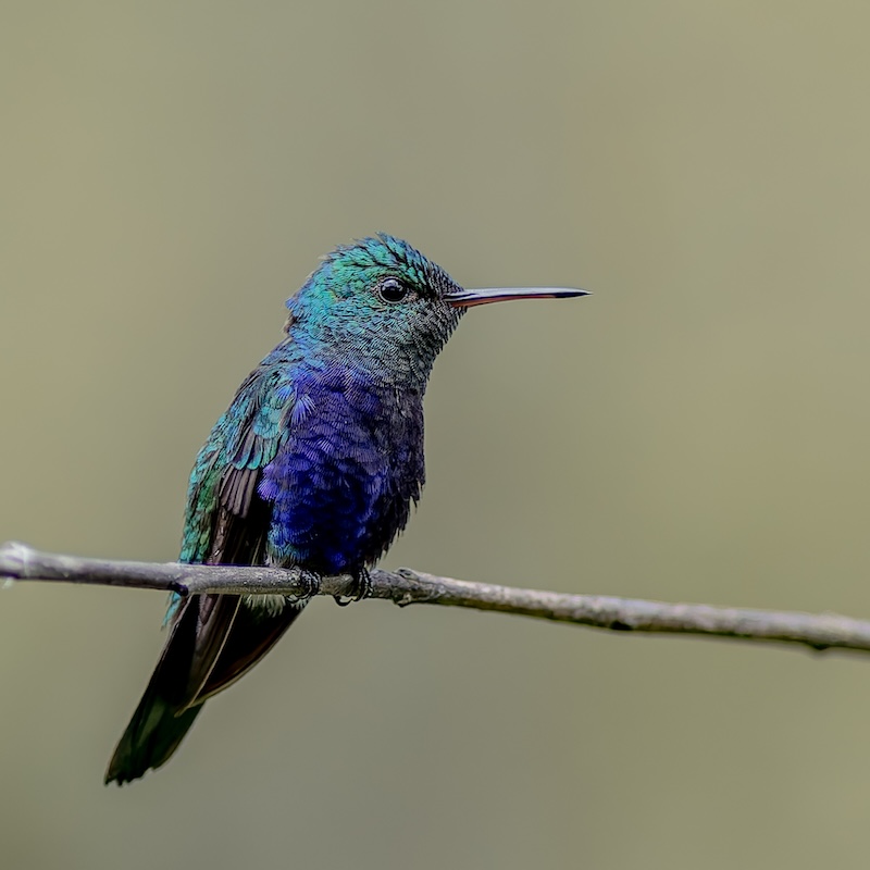 Violet-bellied hummingbird perched on wire, iridescent blue-green plumage, Andes cloud forest