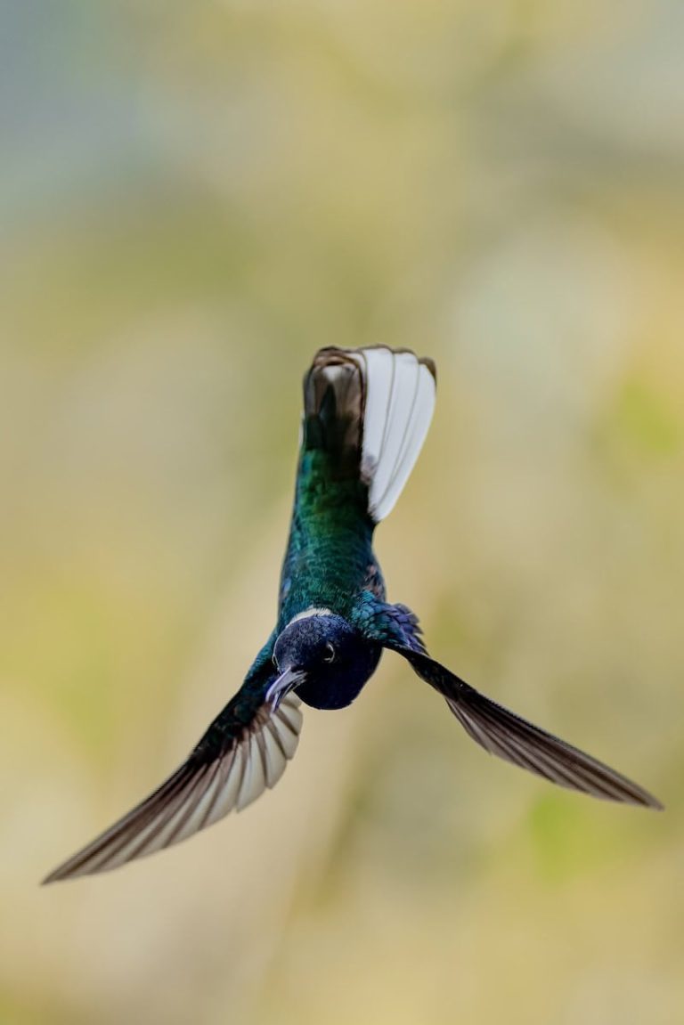 White-necked Jacobin hummingbird in flight during a Miru Adventures Ecuador birding trip in the Andes cloud forest.