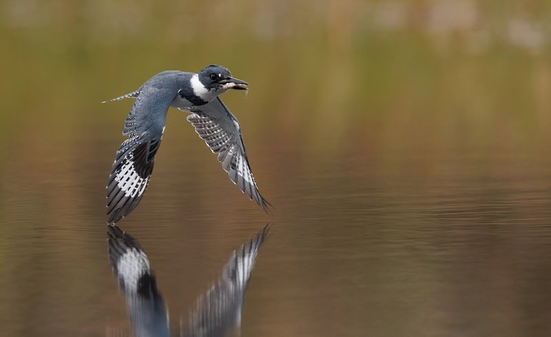 Belted kingfisher flying low over still water with perfect reflection, fish in bill