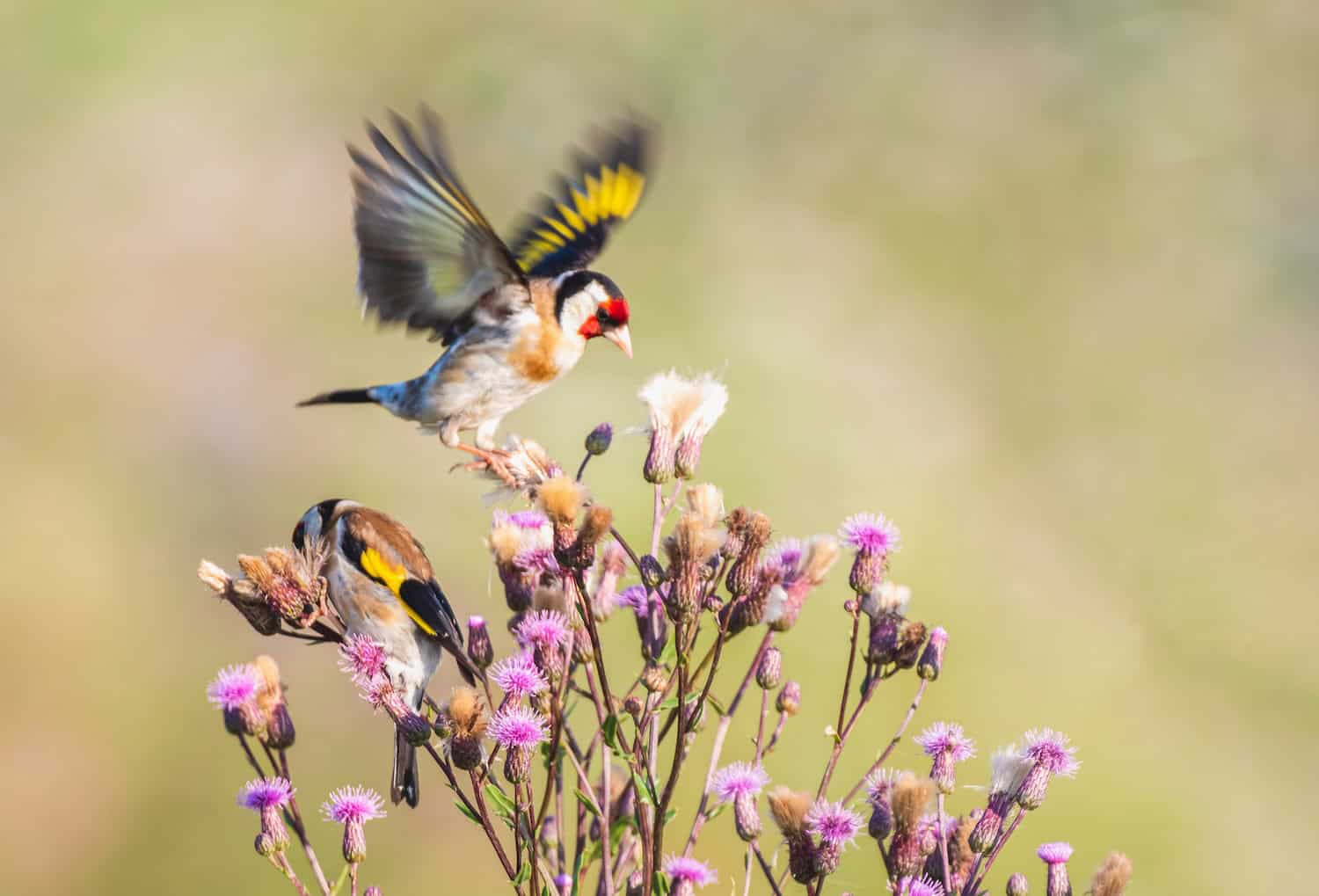 Two European goldfinches feeding on purple thistles, one captured mid-landing with wings open