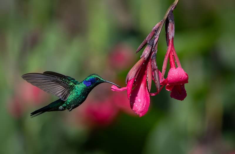 hummingbird drinking from pink flower