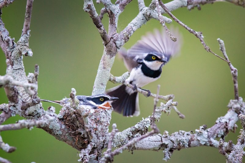 Adult bird landing at nest with chick in lichen-covered tree branches, wings spread mid-flight