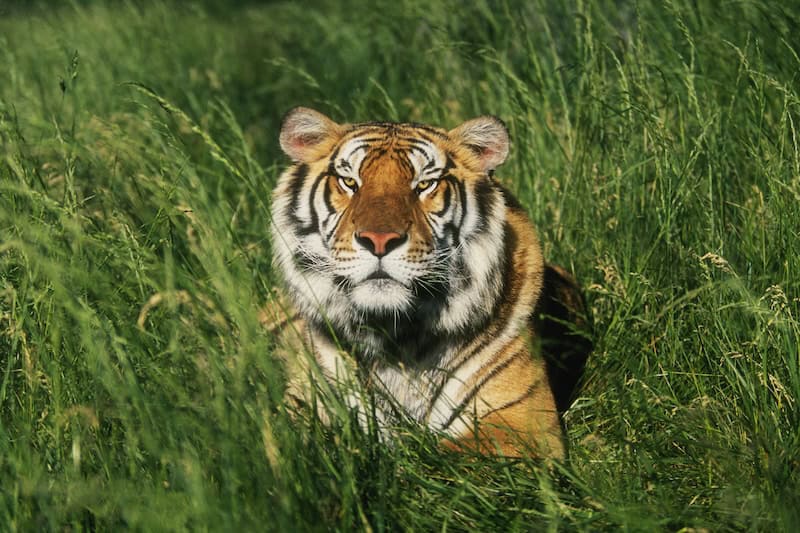 Bengal tiger resting in tall grass, close-up portrait