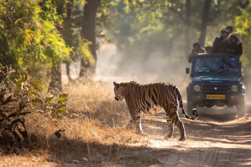 Bengal tiger crossing a forest track in front of a safari jeep on a wildlife drive in India