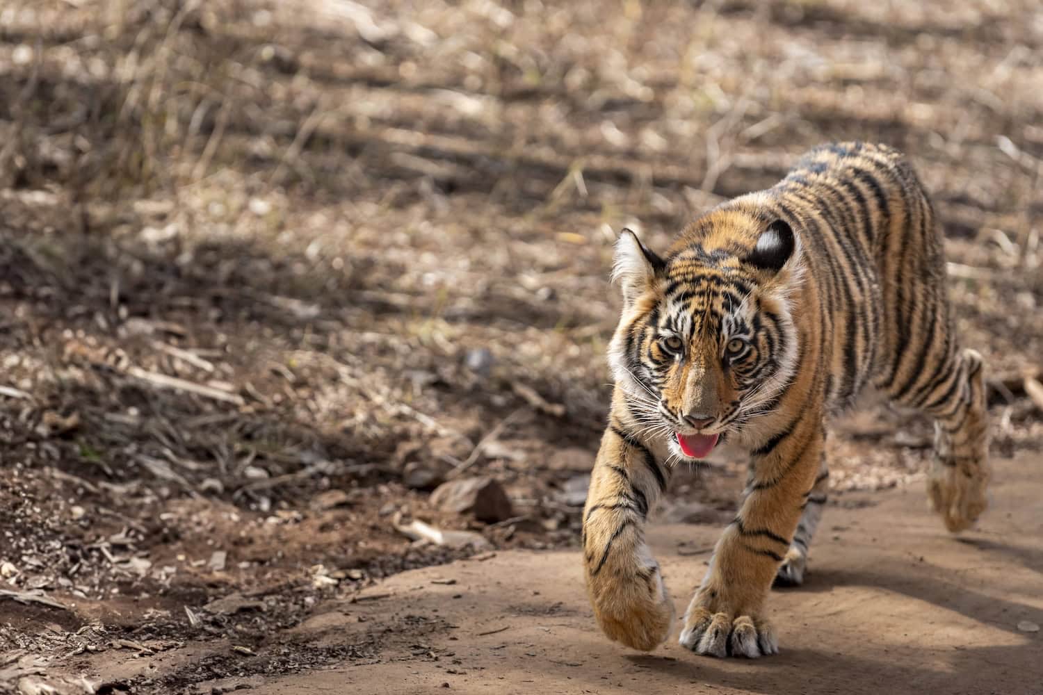 Luxury India Tour Palaces and Bengal tigers