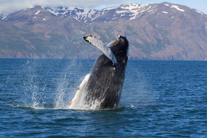 Humpback whale breaching the water off Húsavík with snow-capped mountains in the background
