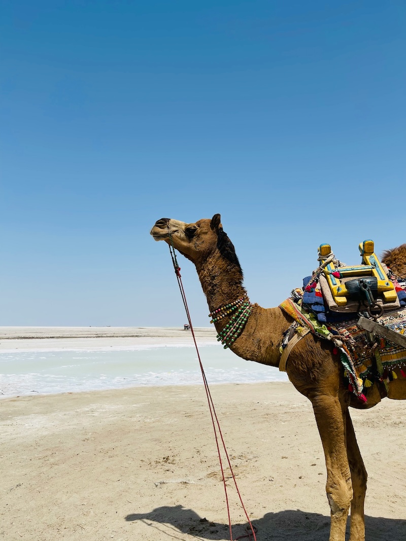 Decorated camel standing on the white salt flats of the Rann of Kutch, Gujarat, ready for a camel safari